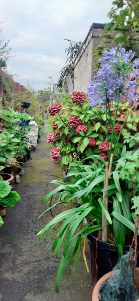 Granby Back Alley Garden